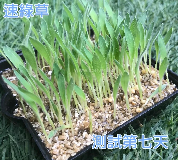 7天速綠草種子