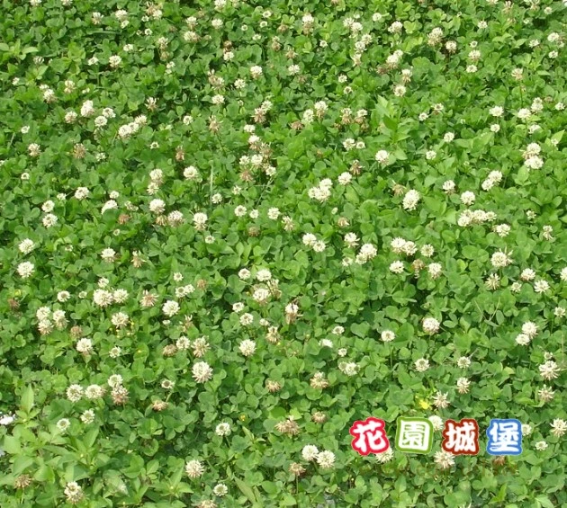 白花三葉草種子 White clover 菽草 白三葉草綠肥 陸龜