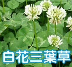 白花三葉草種子 White clover 菽草 白三葉草綠肥 陸龜