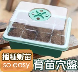 迷你溫室育苗箱(含透氣蓋)組合（透氣透明蓋+穴盤+綠色底盤）