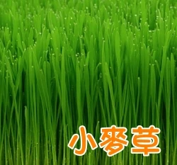小麥草種子(貓草)