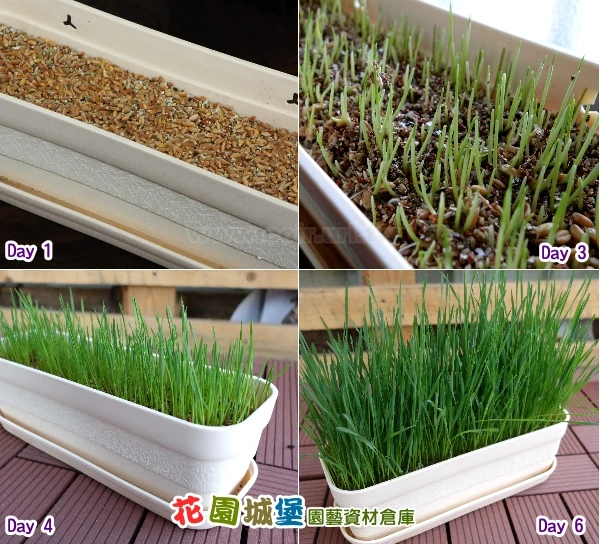 小麥草種子(貓草)
