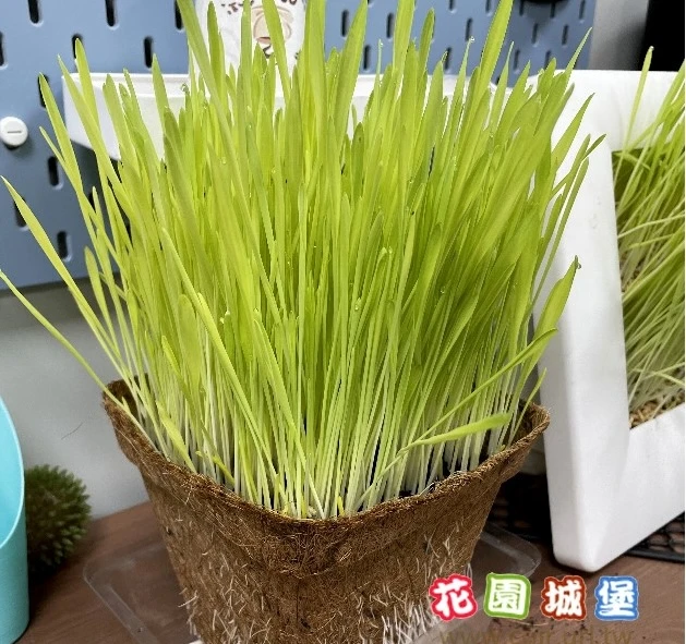 大麥草種子 貓草天竺鼠寵物草