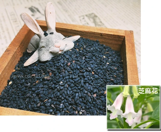 台灣黑芝麻種子 胡麻.油麻.芝麻芽菜