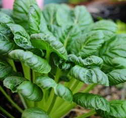 塌棵菜種子(如月菜)-原裝大容量HV-388