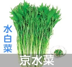 水白菜二號(京水菜 銀絲菜)種子-HV-390