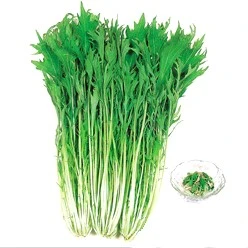 水白菜二號(京水菜 銀絲菜)種子-HV-390