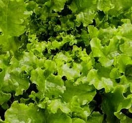 綠萵苣種子(翠花生菜)Lettuce~