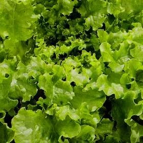 綠萵苣種子(翠花生菜)Lettuce~