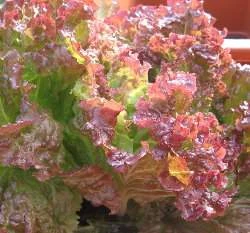 紅萵苣種子(紅翠生菜)Lettuce~種子