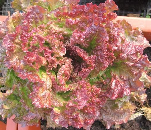 紅萵苣種子(紅翠生菜)Lettuce~種子