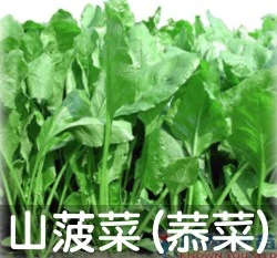 耐熱山菠菜(農友菾菜 茉菜 茄茉菜.加目菜.厚皮菜.牛皮菜)種子