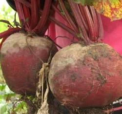 根菾菜(甜菜根)生菜Beet種子