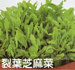 裂葉芝麻菜種子 Baby leaf
