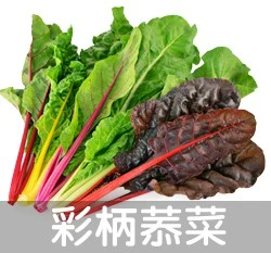 彩柄菾菜(加茉菜 君達菜)~Swiss Chard~種子