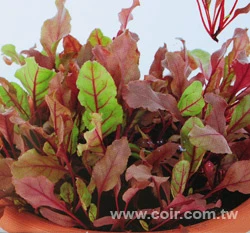 紅葉甜菜根種子~Redleaf Beet/Baby Leaf~貝比生菜