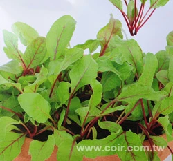 綠葉甜菜根種子～Greenleaf Beet/Baby Leaf~貝比生菜