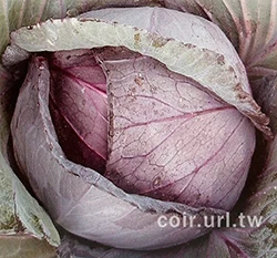 甘藍(紫色高麗菜)種子Cabbage