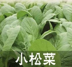 小松菜種子~SV170