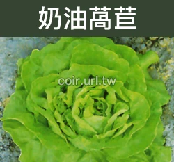 奶油萵苣種子 Lettuce （奶油生菜）