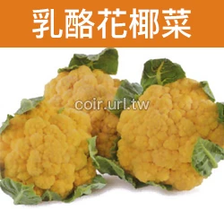 乳酪花椰菜種子 Cauliflower（黃花椰）