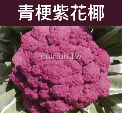 青梗紫花椰菜種子 Cauliflower（紫色花椰）