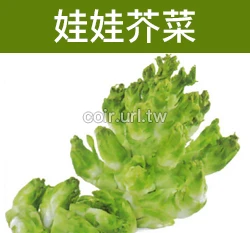 娃娃芥菜種子 Mustard 人蔘菜 抱子芥菜 抱子菜