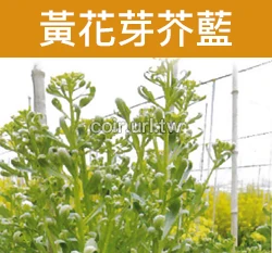 黃花芽芥藍菜種子 黃花芥蘭 Chinese Kale