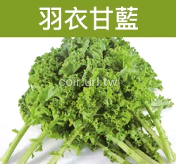 羽衣甘藍種子 Kale
