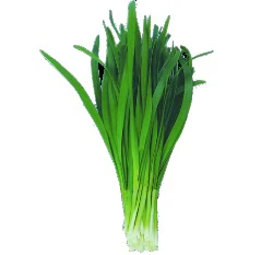 葉用韭菜~Chinese Chive~種子