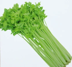 芹菜~Chinese Celery~種子