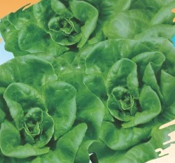 大葉菠菜Spinach~種子