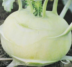 球莖甘藍(大頭菜)~Kohlrabi~種子