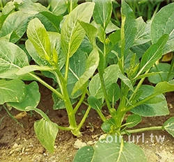 油菜心~Edible Rape 種子