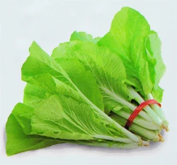 小白菜種子