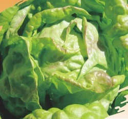 奶油萵苣（奶油生菜）Lettuce~種子