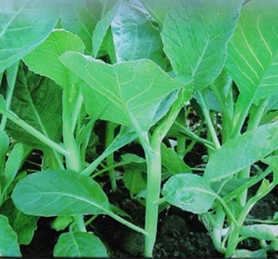 芥藍(白花芥蘭)~Chinese Kale~種子