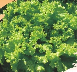 皺葉生菜(皺葉萵苣)Green-leaf Lettuce~種子