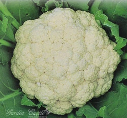 花椰菜Cauliflower