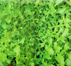 菊苣(苦苣)~Endive~種子