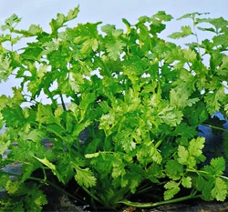 芫荽(香菜)~Coriander