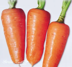 胡蘿蔔~Carrot~種子