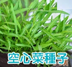 蕹菜(空心菜)種子