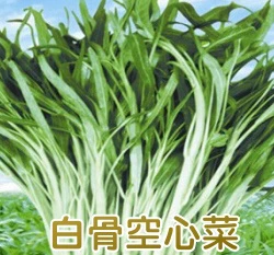 白莖蕹菜(白骨空心菜)種子