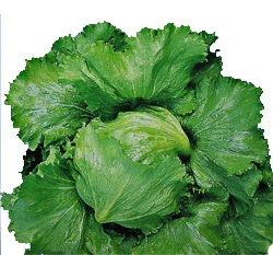結球萵苣~Lettuce~種子