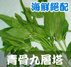 秋香青骨九層塔(羅勒)白骨九層塔