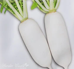 白蘿蔔(菜頭)~Chinense Radish