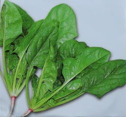菠菜種子~Spinach 波菜