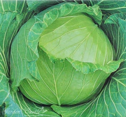 甘藍(高麗菜) Cabbage~種子
