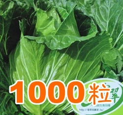 雪翠2號甘藍(高麗菜)種子-適生食